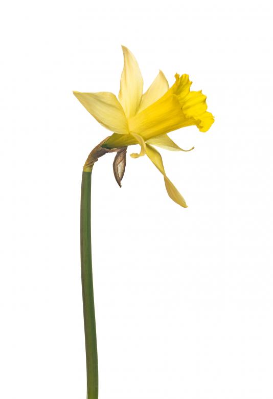 Free stock image of Tulip flower  created by 2happy