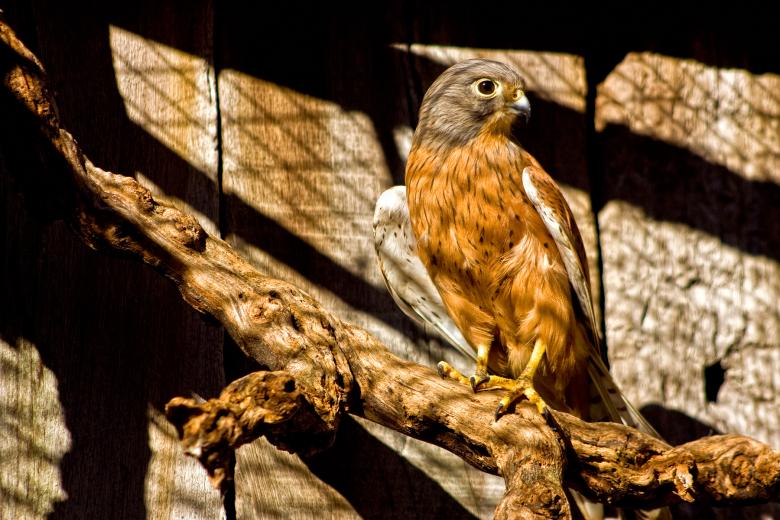 Free stock image of Captive Peregrine Falcon created by Nicolas Raymond