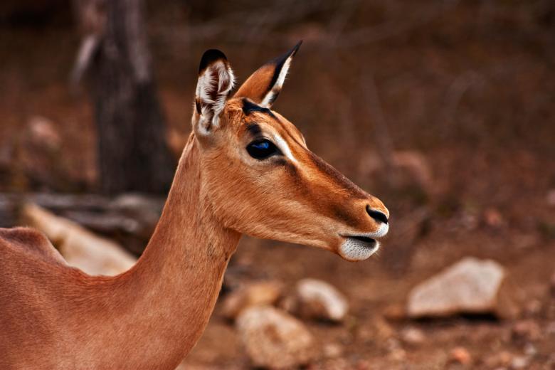 Free stock image of Impala Female created by Nicolas Raymond