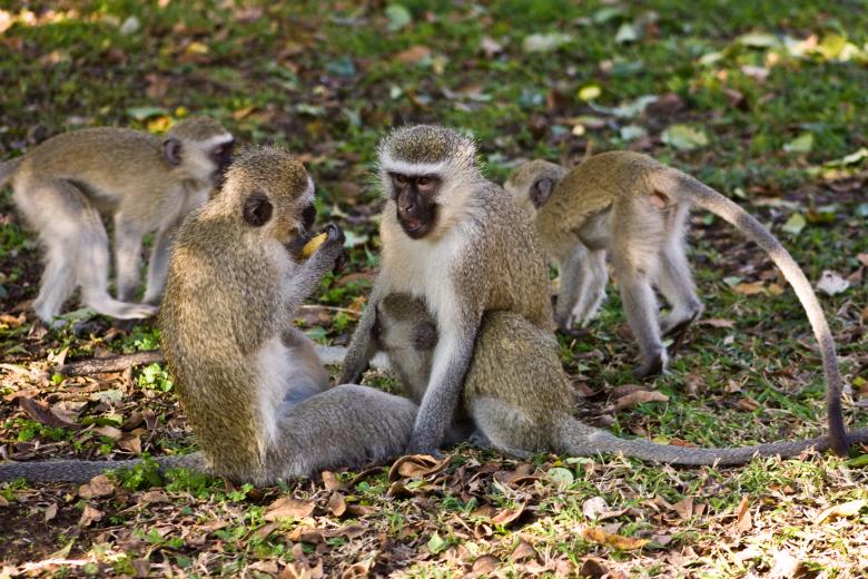 Free stock image of Vervet Monkeys created by Nicolas Raymond