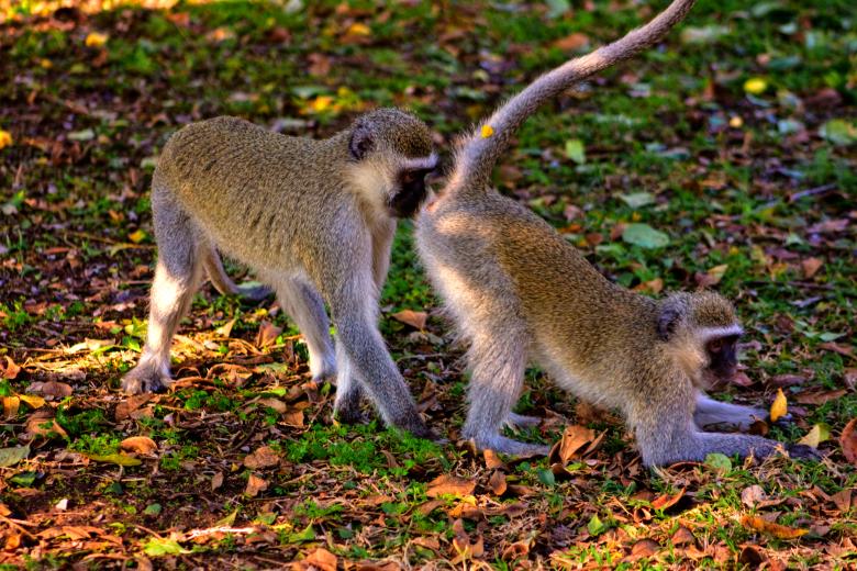 Free stock image of Vervet Monkeys created by Nicolas Raymond
