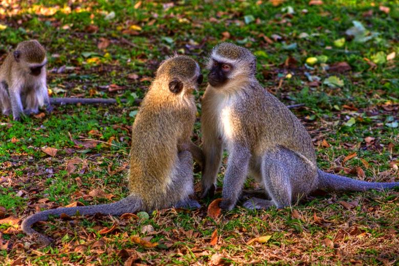 Free stock image of Vervet Monkeys created by Nicolas Raymond
