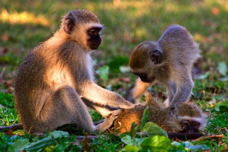 Free stock image of Vervet Monkeys created by Nicolas Raymond
