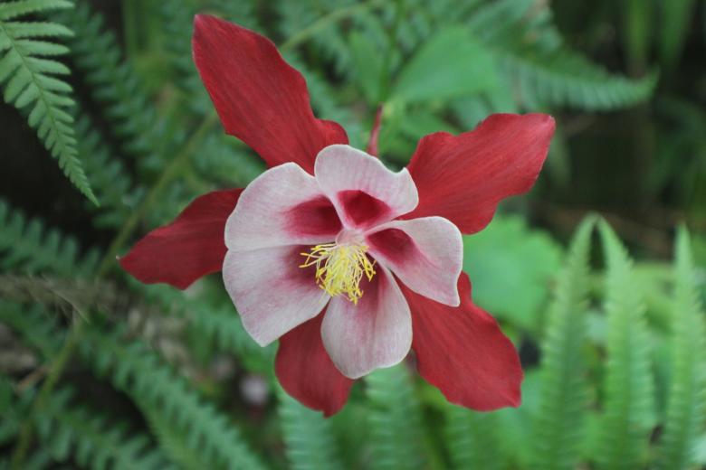 Free stock image of Aquilegia created by Steve Linster