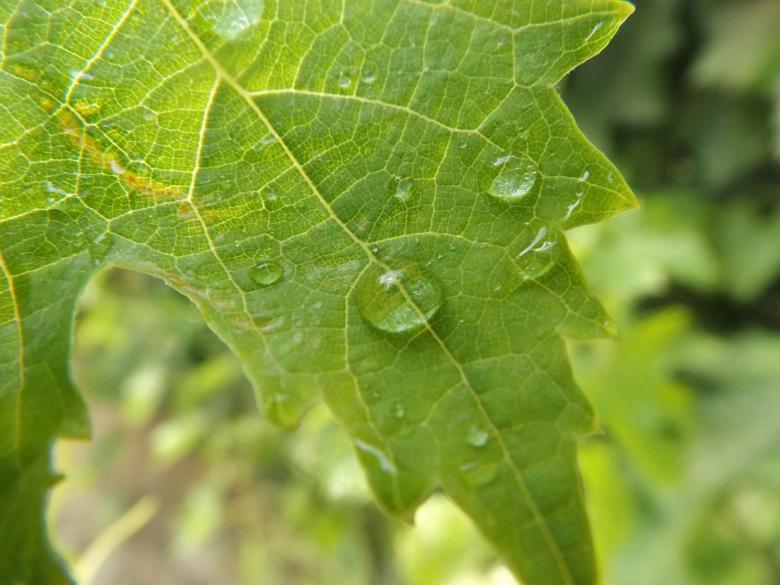 Free stock image of Grape leaves created by basem