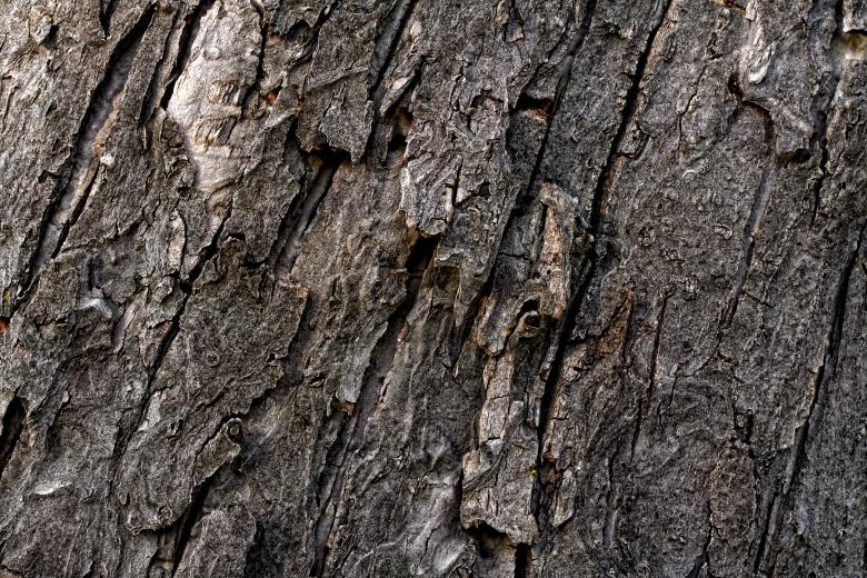 Free stock image of Wood Bark Texture created by Nicolas Raymond