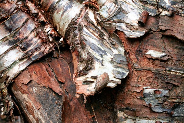 Free stock image of Wood Bark Texture created by Nicolas Raymond