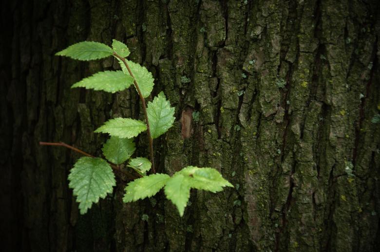 Free stock image of Tree trunk with plant created by Luka