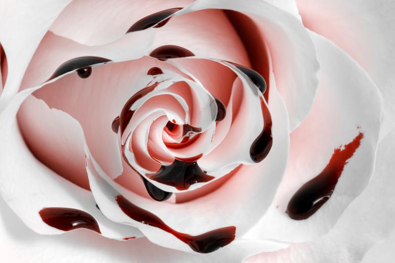 Free stock image of Blood Rose Macro - HDR created by Nicolas Raymond