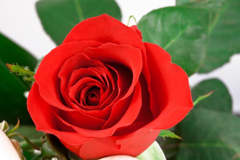Free stock image of Red Rose Close-up created by Nicolas Raymond