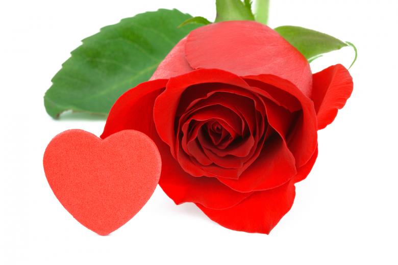 Free stock image of Red Rose Close-up created by Nicolas Raymond
