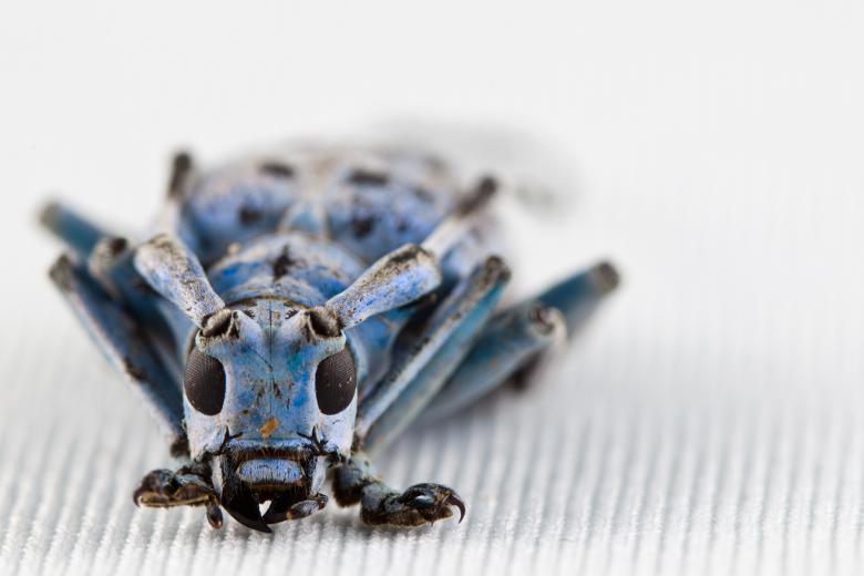 Free stock image of Pseudomyagrus Waterhousei Beetle created by Nicolas Raymond
