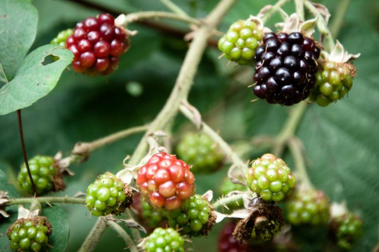 Free stock image of berries the wild created by Luka