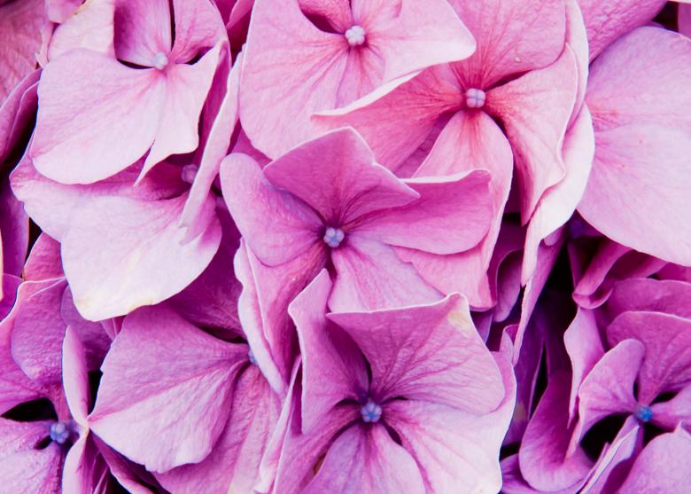 Free stock image of purple flowers created by Luka