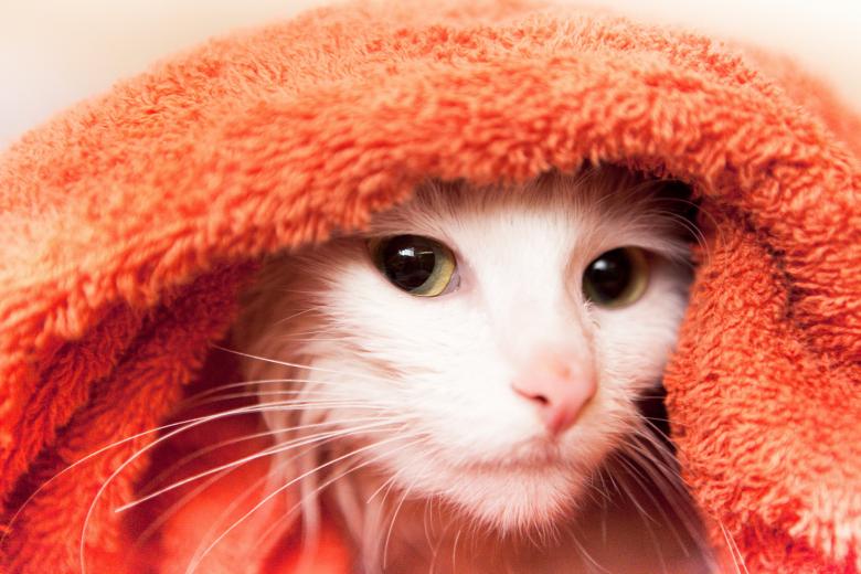 Free stock image of cat in towel created by 2happy
