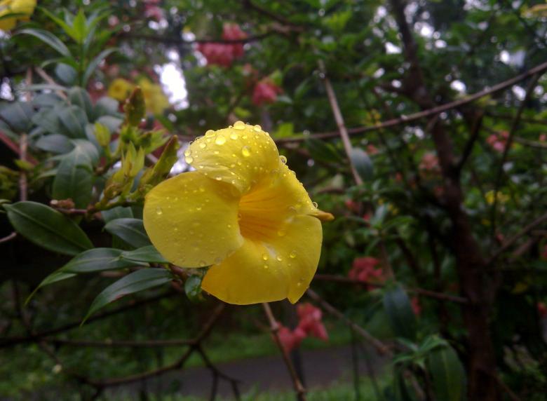Free stock image of An Yellow Flower With Water Drops created by Tona sam