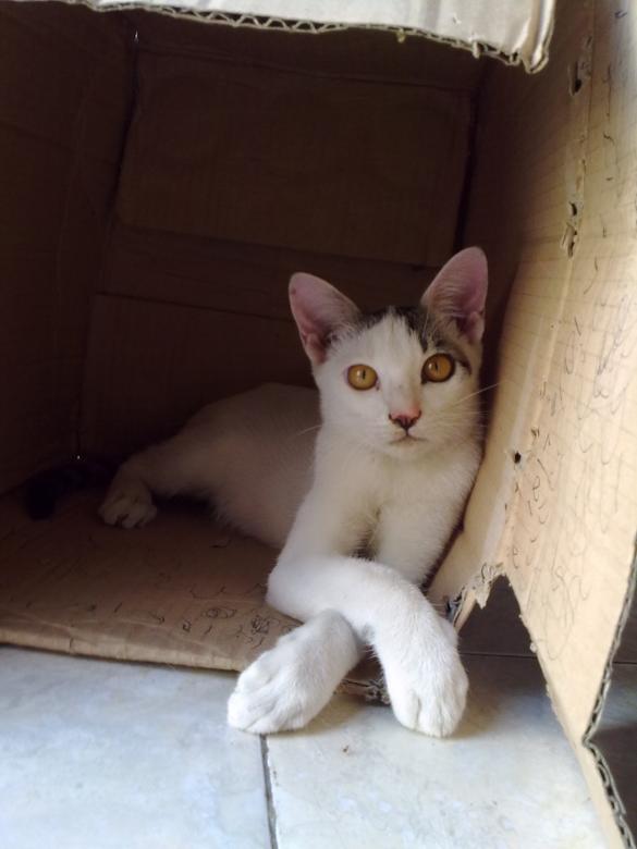 Free stock image of Cat in the Box created by Gebyar Andyono