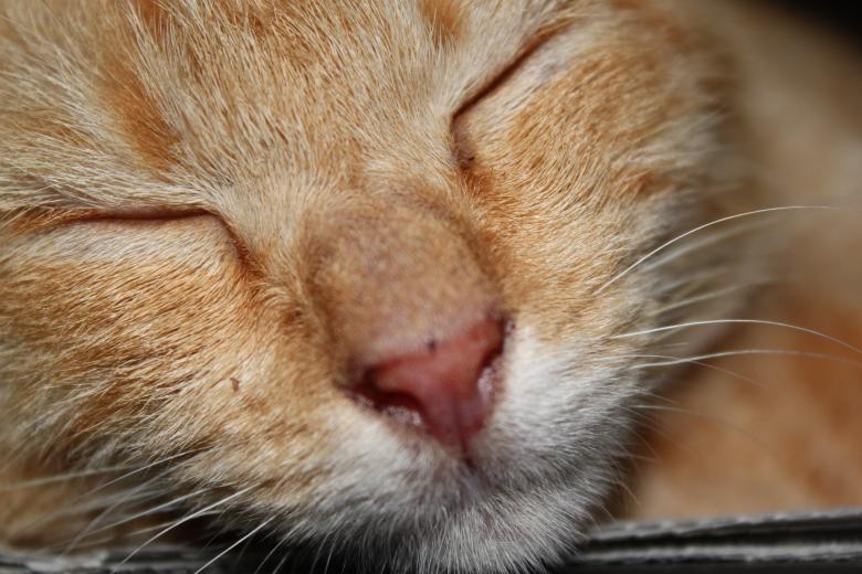 Free stock image of Sleeping Cat Face created by Gebyar Andyono