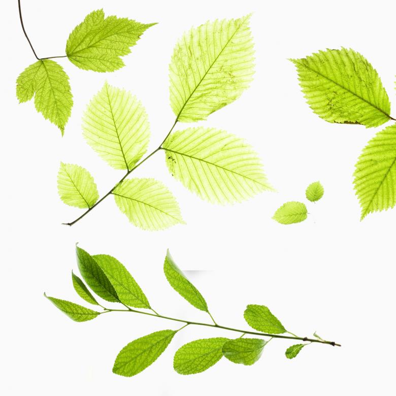 Free stock image of Green leaves created by 2happy