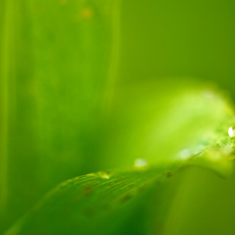 Free stock image of green background created by 2happy