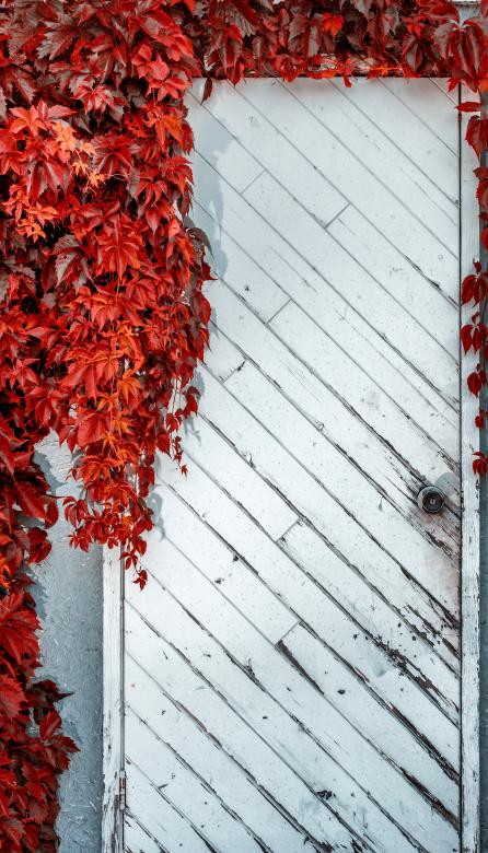 Free stock image of Door vine created by Chris Mireault