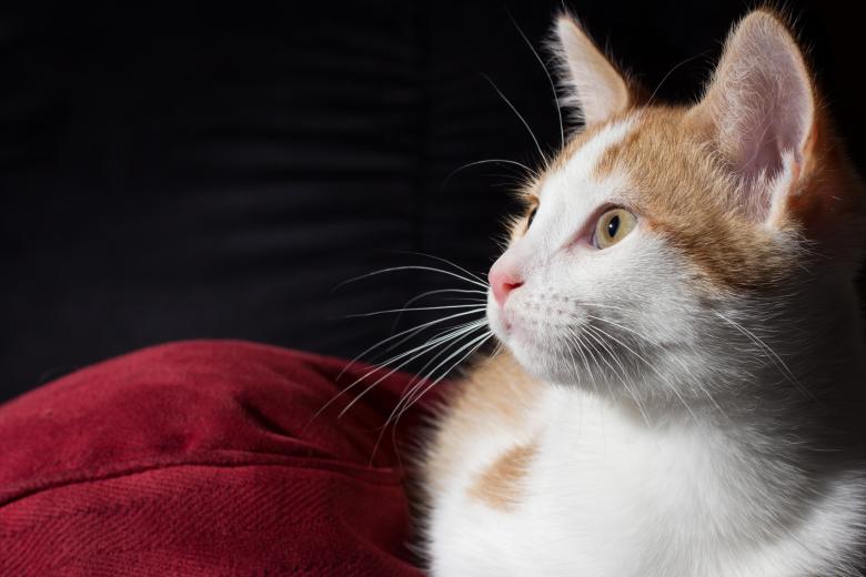 Free stock image of Kitten created by Chris Mireault