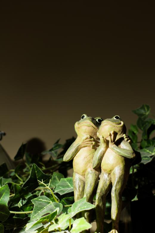 Free stock image of Frog portrait created by Chris Mireault