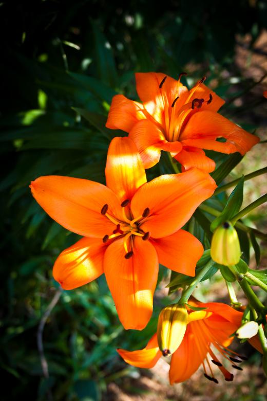 Free stock image of Orange Flower created by Chris Mireault