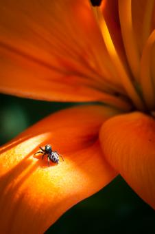 Spider - Free Stock Photo