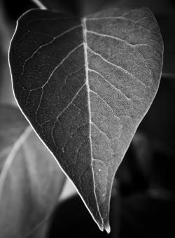 Black and White Leaf - Free Stock Photo
