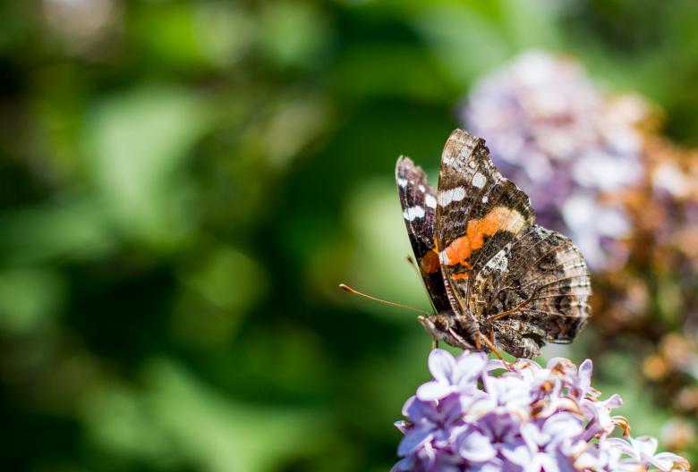 Free stock image of Butterfly created by Chris Mireault