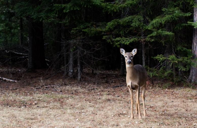 Free stock image of Deer created by Chris Mireault