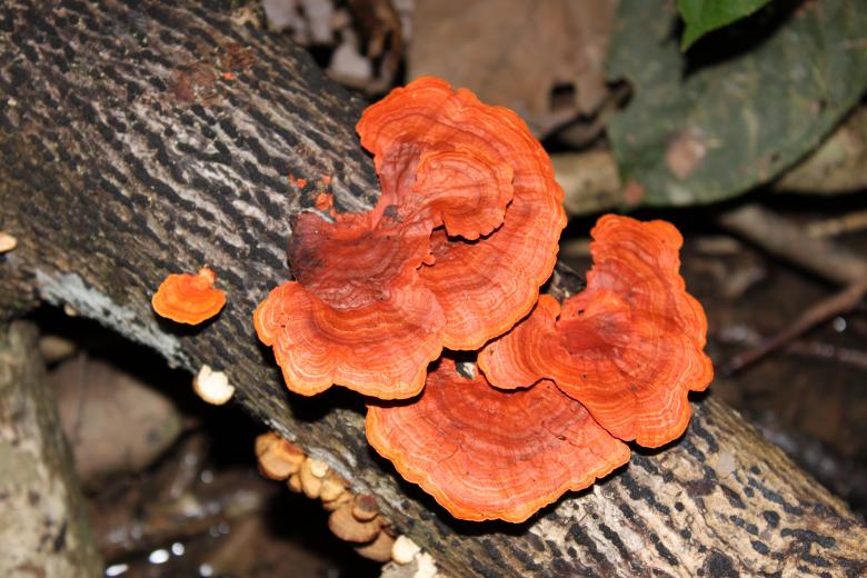 Free stock image of Wood Mushroom created by Gebyar Andyono