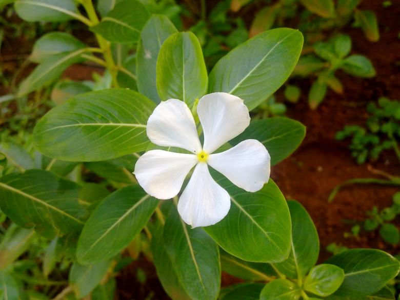 Free stock image of Savam Nari Flower (Catharanthus roseus) created by Tona sam