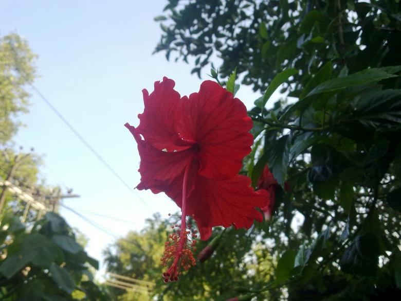 Free stock image of Chembarthi Flower (Hibiscus) created by Tona sam