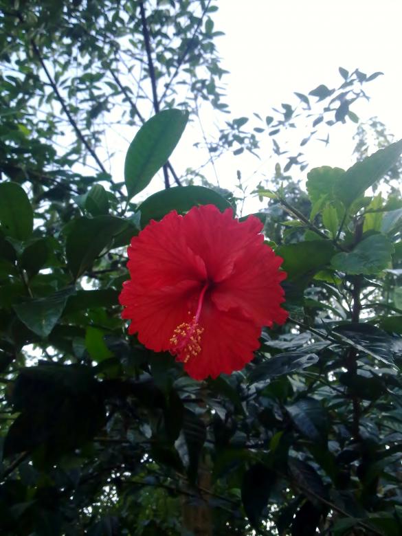 Free stock image of Chembarathi flower (Hibiscus)-1 created by Tona sam