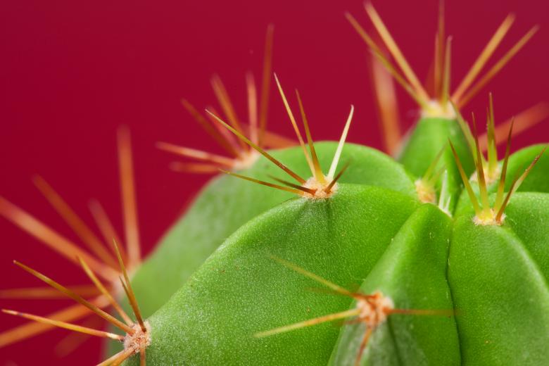 Free stock image of cactus created by 2happy
