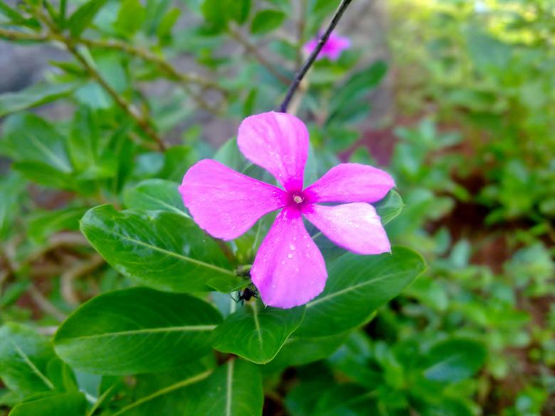 Free stock image of Pink Catharanthus roseus Flower created by Tona sam