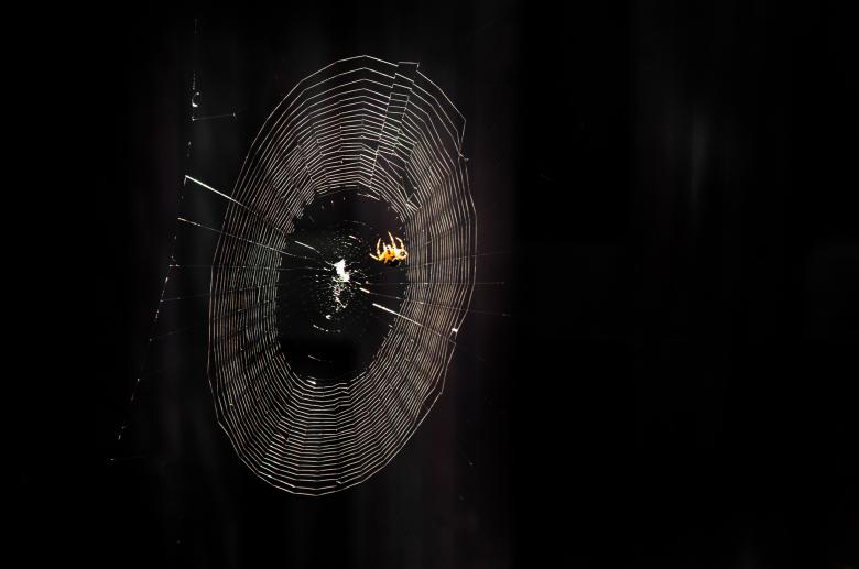 Free stock image of Spiderweb created by Luka