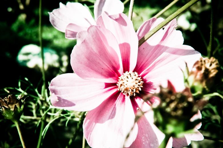 Free stock image of Pink flower created by Luka