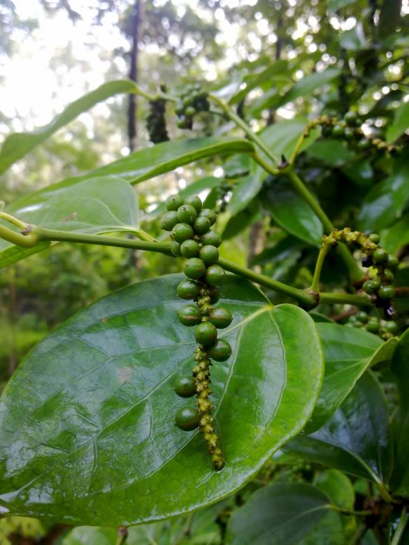 Free stock image of Green Pepper created by Tona sam