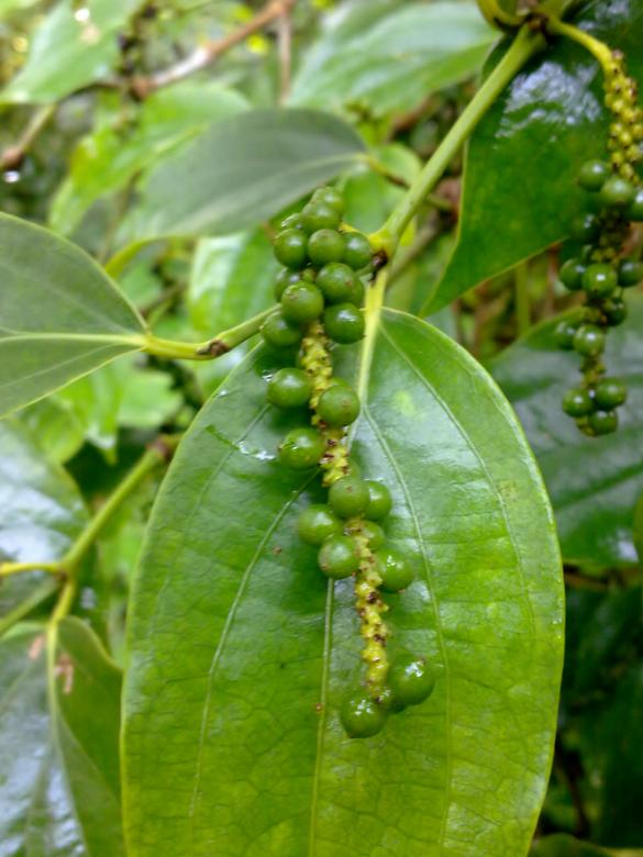 Free stock image of Green Pepper Tree created by Tona sam