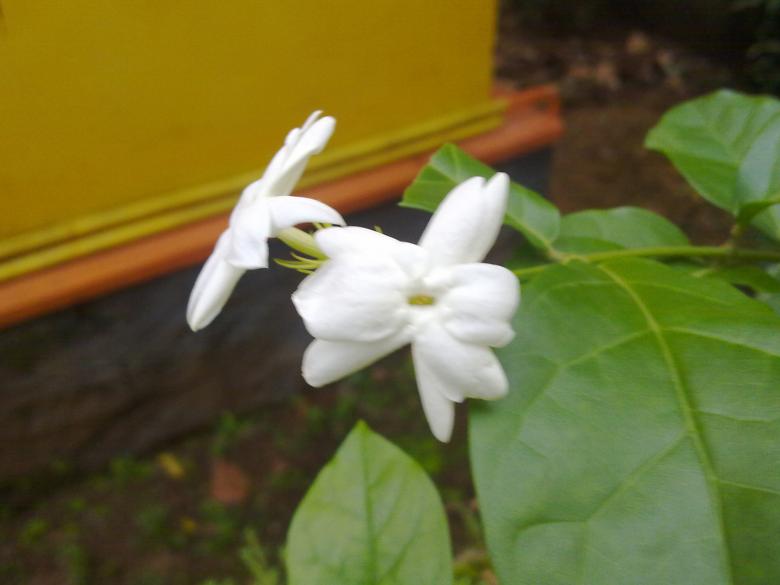 Free stock image of White Jasmine Flowers created by Tona sam