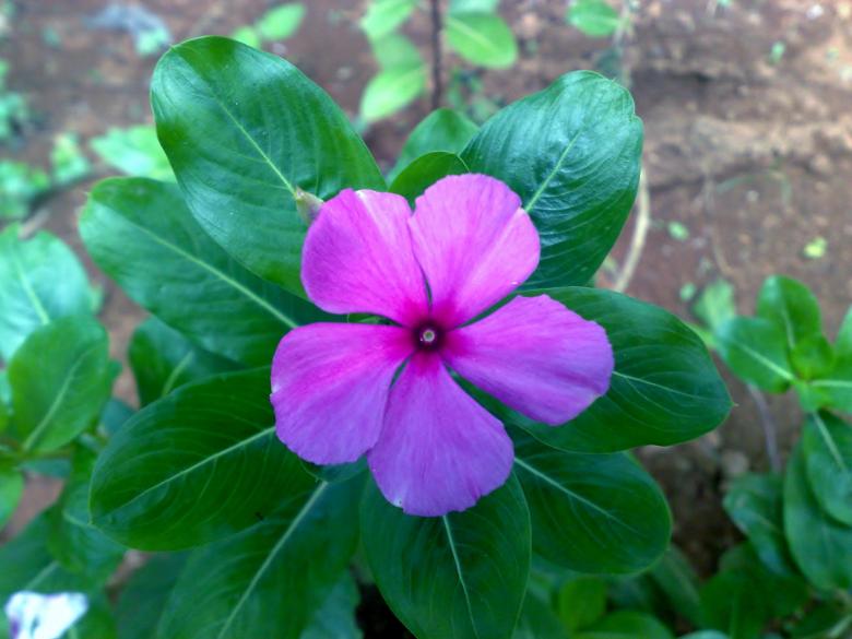 Free stock image of Pink Savam Nari Flower created by Tona sam