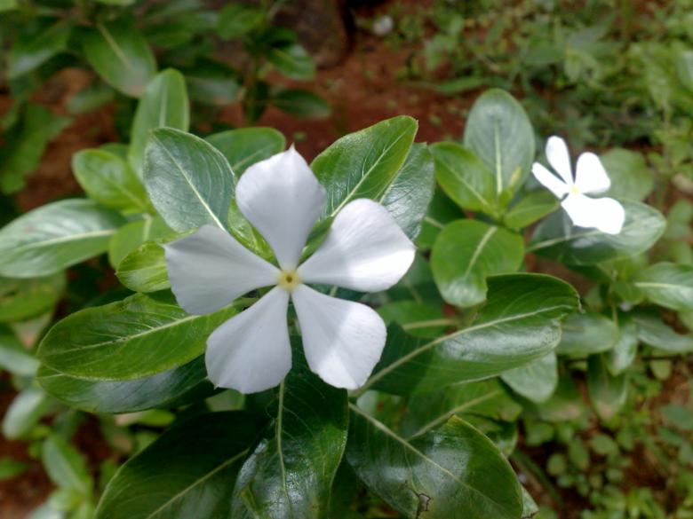 Free stock image of White Savam Nari Flower created by Tona sam