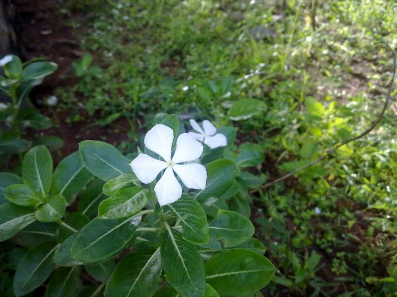 Free stock image of White Savam Nari Flower created by Tona sam