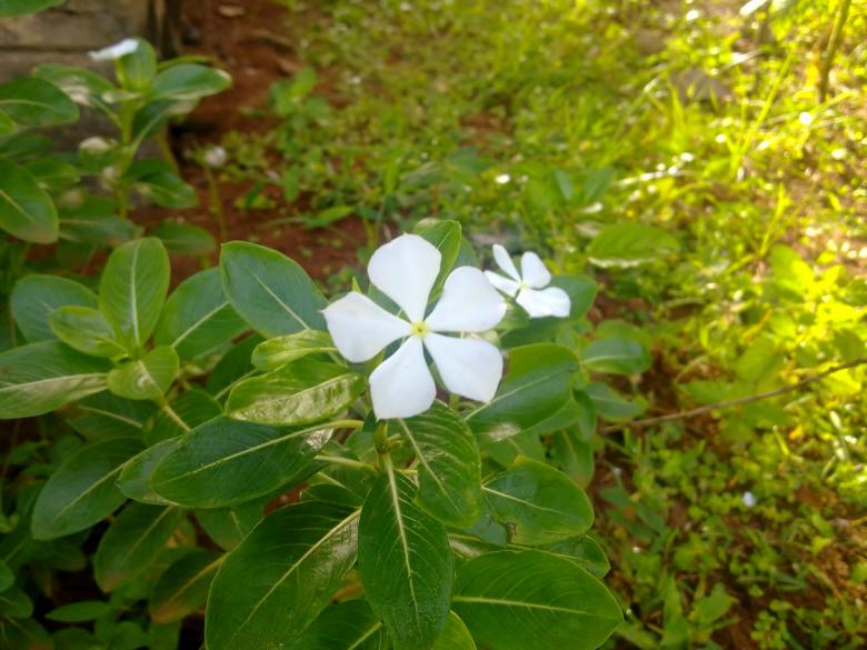 Free stock image of White Savam Nari Flower created by Tona sam