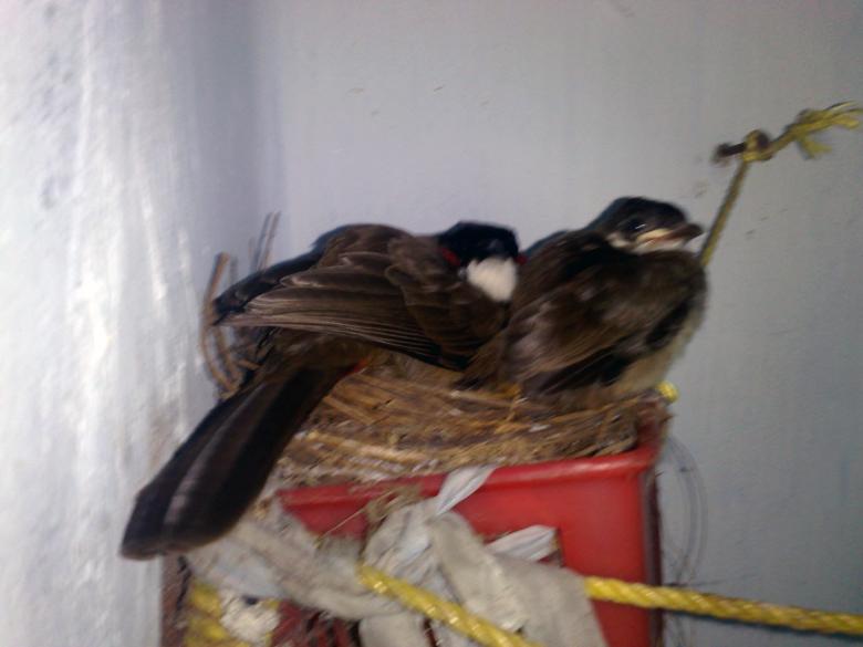 Free stock image of Two Bulbul birds created by Tona sam
