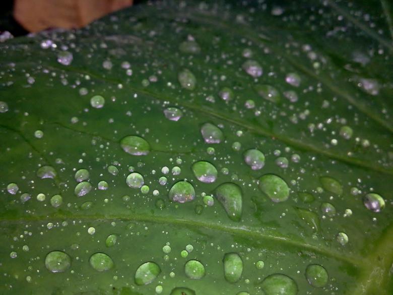 Free stock image of Water droplets on green leaf created by Tona sam