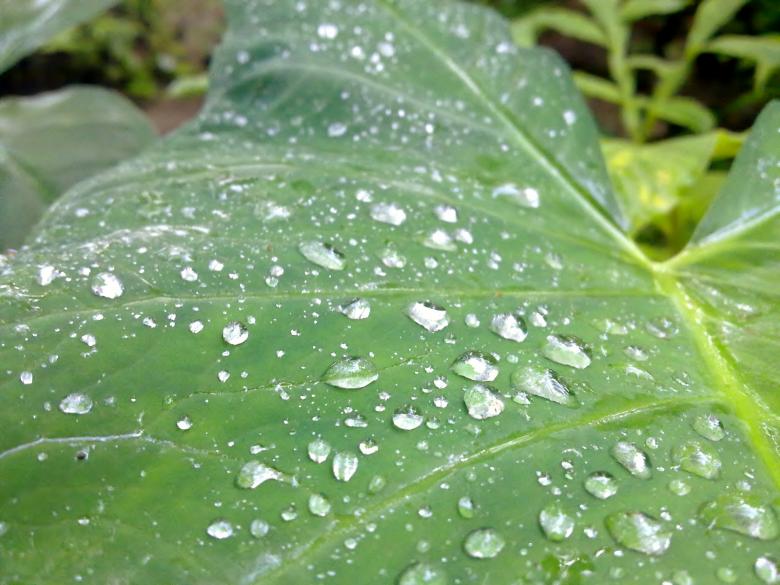 Free stock image of Water drops on green leaf created by Tona sam